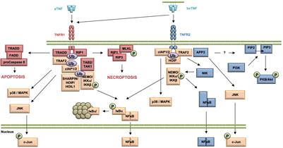 Selective Targeting of TNF Receptors as a Novel Therapeutic Approach